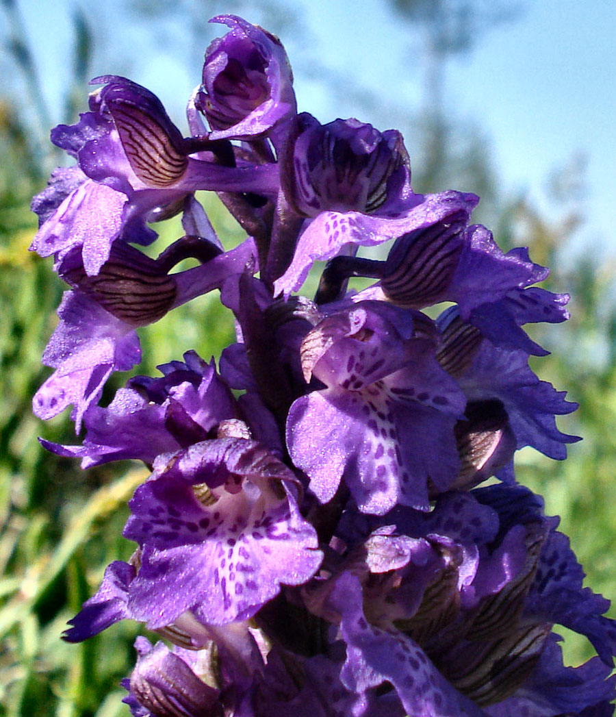 Anacamptis morio  (Lusus naturae)